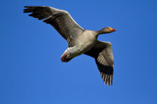 http://www.fotocommunity.it