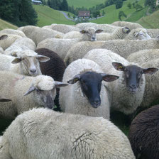 schafherde-in-der-schweiz