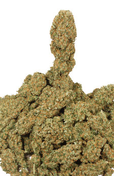Trockenen Hanf (Cannabis) Blüten / Marihuana