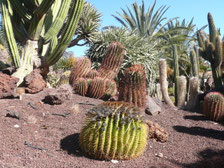 Oasis Park bei La Lajita