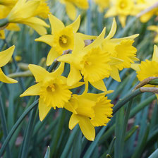 Im Garten erobern sich gelbe Narzissen langsam ihren Platz zurück. Vor allem botanische Varianten erleben gerade einen Aufschwung, wie die trompetenförmige Narcissus asturiensis 'Piccolini'.  Foto: fluwel.de.