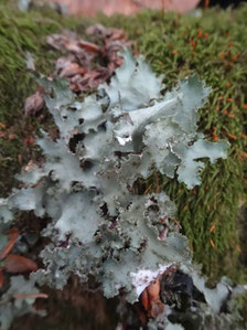 Platismatia glauca, Auvergne (photo Ugo)