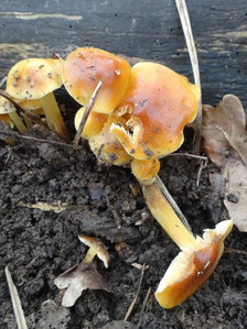 Flammulina velutipes (photo ugo)