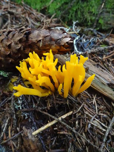 Calocera viscosa, Vosges (photo Ugo)