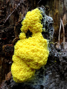 Fuligo septica, Massif vosgien (photo ugo)