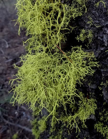 Letharia vulpina, Etats-Unis (photo ugo)