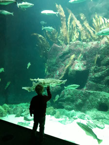 Multimar Wattforum in Tönning