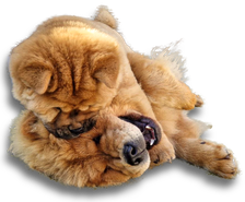 Zwei Chow Chows die spielen