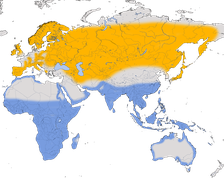 Karte zur Verbreitung des Flussuferläufers (Actitis hypoleucos)