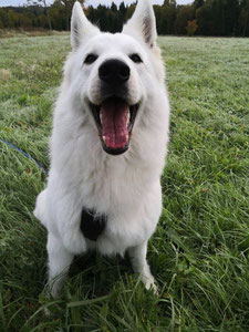 Team Hund von Berg Schwedenhaus 