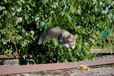 1x1 Katze