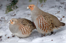 Das Rebhuhn ist „Vogel des Jahres 2026“ - Foto: www.naturfoto.cz