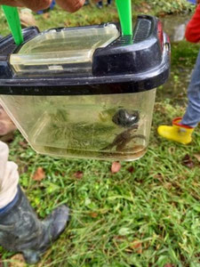 オオサンショウウオ、沢蟹、タニシ