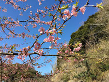 伊豆半島から移植した河津桜