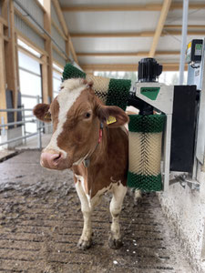 SCHURR cow-brush 2-brush-system