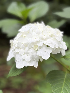 白い紫陽花の花房が緑の葉に囲まれて咲いている写真。