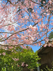 加佐登神社：エドヒガンザクラ