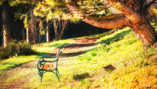 bench