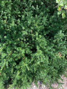 Podocarpus sp., Detailansicht, Botanischer Garten München. (Photo: P. Holleis, 17. August 2023)