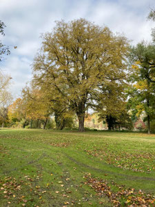 Ulme auf der Brandlbad-Wiese in Neuburg, Gesamtansicht des Baumes. (Photo: P. Holleis, 26. Oktober 2021)