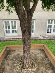 P. macrophyllus, Detailansicht des Stammes, Botanischer Garten München. (Photo: P. Holleis, 9. August 2023)