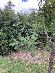 Quercus cerris (Zerr-Eiche), beblätterter Zweig. (Photo: P. Holleis, August 2023)