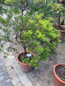 Strauch von Pistacia lentiscus (Klebrige Pistazie), Botanischer Garten München. (Photo: P. Holleis, 17. August 2023) 