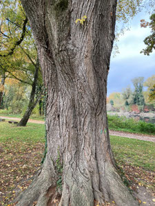 Ulme am Donau-Ufer in Neuburg, Detailansicht des Stamms. (Photo: P. Holleis, 26. Oktober 2021)