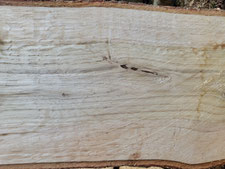 Quercus sp., Stamm eines jungen Baums im Längsschnitt. (Photo: A.M. Heyng, 30. März 2026)