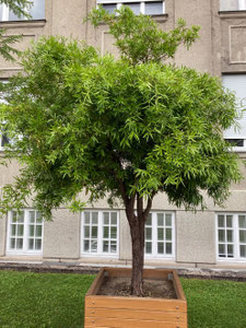 Podocarpus macrophyllus, Gesamtansicht, Botanischer Garten München. (Photo: P. Holleis, 9. August 2023)