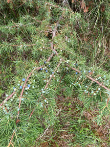 Zweig mit Beeren von Juniperus communis. (Photo: P. Holleis, 5. August 2023)
