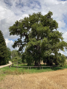 Quercus robur (Stiel-Eiche), Gesamtansicht des Baumes; Langenaltheim. (Photo: P. Holleis, 5. August 2023)