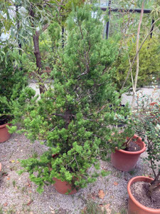 Podocarpus sp., Gesamtansicht, Botanischer Garten München. (Photo: P. Holleis, 17. August 2023)