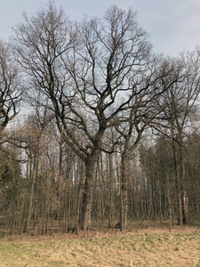 Quercus robur (Stiel-Eiche), Gesamtansicht des Baumes im Frühling, unbelaubt; Lochhauser Leite Süd. (Photo: P. Holleis, März 2022)