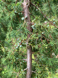 Zweig mit einjährigen Beeren von J. communis. (Photo: P. Holleis, 27. Juli 2023)
