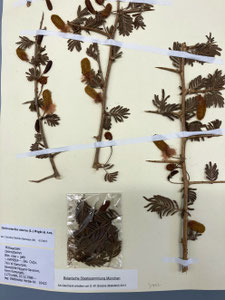 Dichrostachys cinerea, Herbarbeleg München. (Photo: P. Holleis, 17. August 2023)