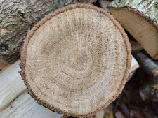 Quercus sp., Querschnitt des Stammes eines jungen Baumes. (Photo: A.M. Heyng, 30. März 2026)