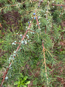 Zweig mit Beeren von Juniperus communis. (Photo: P. Holleis, 5. August 2023)