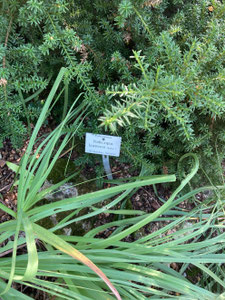 Podocarpus lawrencei, Detail, Botanischer Garten München. (Photo: P. Holleis, 17. August 2023)