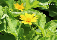 生産直売の宮子花園は、強靭で育てやすく花いっぱいに楽しめるメランポジウムの花苗をお手頃価格で販売しています。