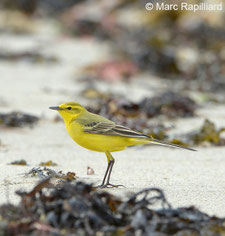 GEOCA, Groupe d'Etudes Ornithologiques des Côtes-d'Armor, ornithologie, observation oiseaux Côtes-d'Armor, avifaune Côtes-d'Armor, Bergeronnette flavéole, Marc Rapilliard, Bretagne, Côtes-d'Armor