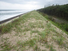 茨城県のハマニンニク砂草植栽