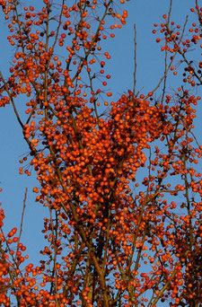 Malus 'Adirondack'