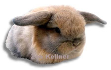 KLEINTIER-NAGER  kaninchenstall bei Zoo Kellner