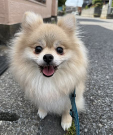 ポメラニアン　リファ♀　4歳くらい