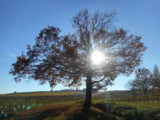 arbre énergie