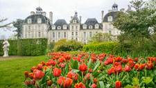 Ruban de tulipes du Château de cheverny