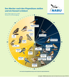 Die Vogeluhr  -  CC-BY-SA 2016, NABU-Bundesverband