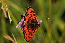 Foto: Wilfried Keller