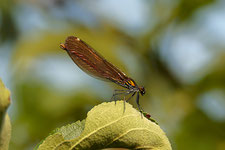 Foto: Wilfried Keller